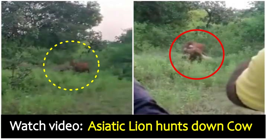 Watch: Live Cow offered as bait to Gigantic Lion in Gujarat, forest officials begin probe