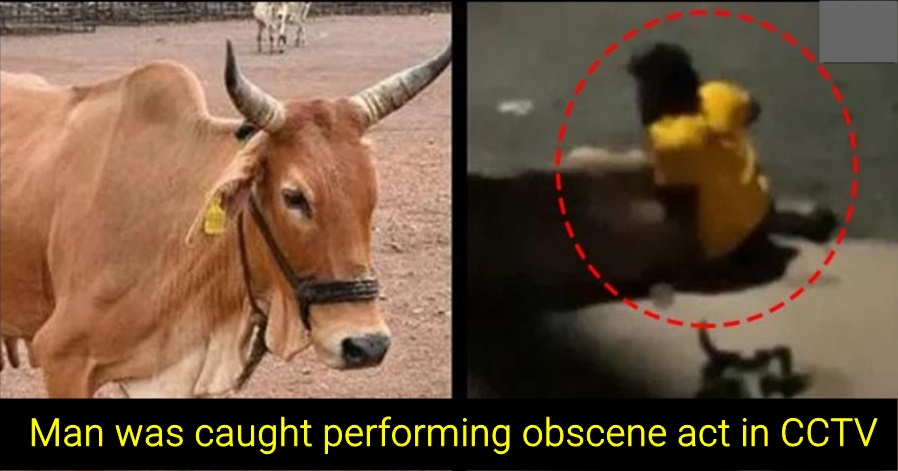 Animal cruelty: 55-yr-old man rapes a cow in Madhya Pradesh, details inside