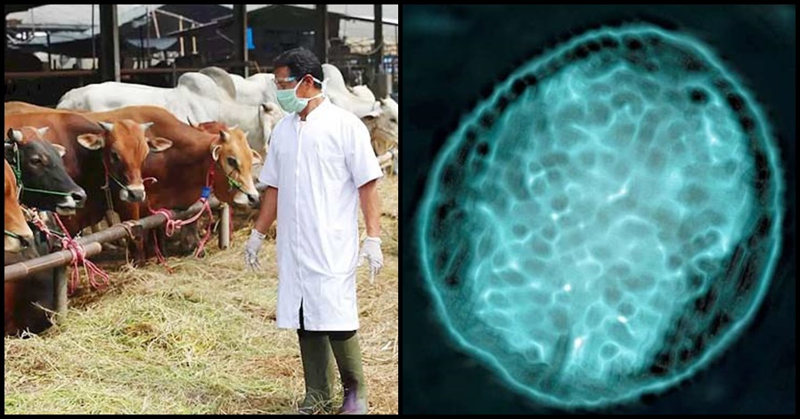 6000 people in China test positive for 'Brucellosis', read full details