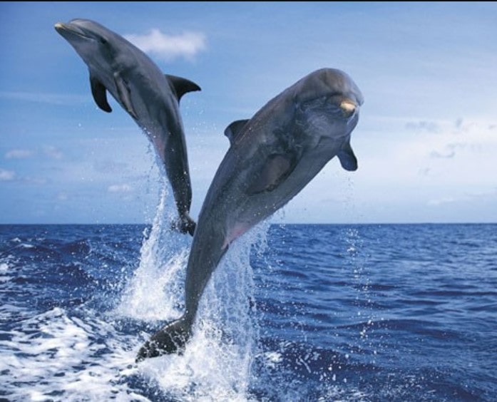 Did you know? India recognises dolphins as non-human persons