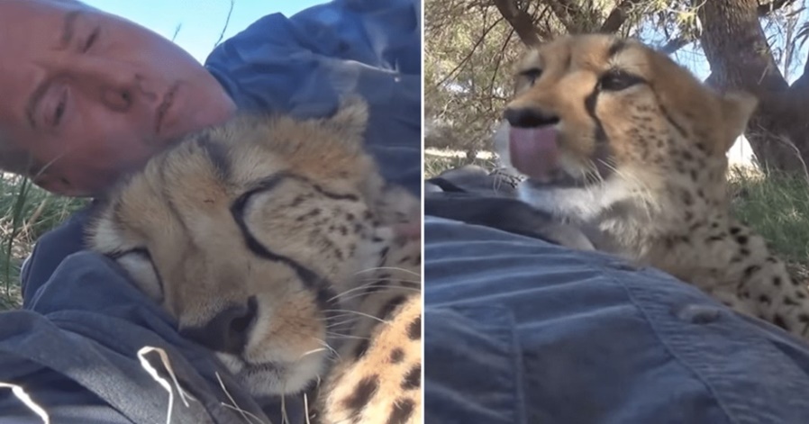 Cheetah sees Photographer napping under a tree, look happened next