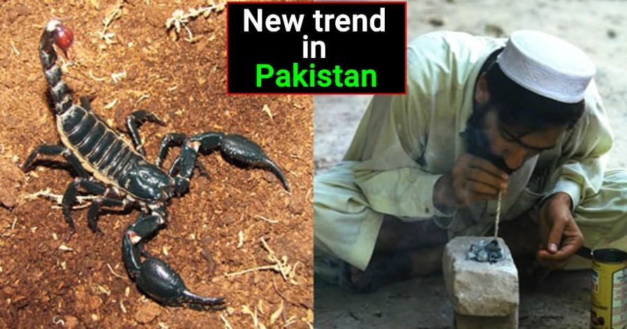 Smoking dead scorpions is the current addiction in Pakistan