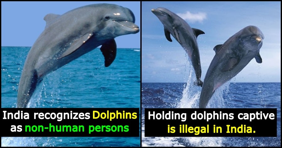 Did you know? India recognises dolphins as non-human persons