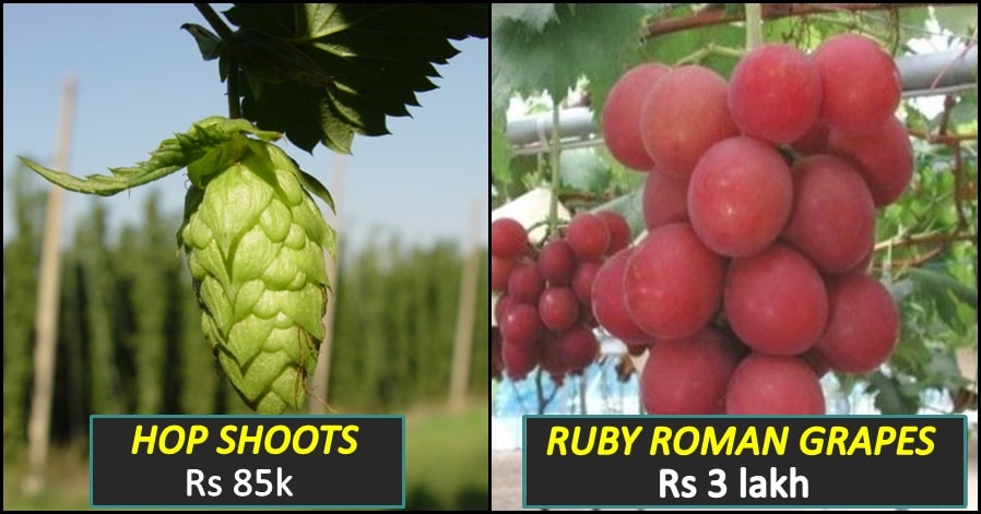 A quick comparison between World's costliest vegetable and World's expensive fruits