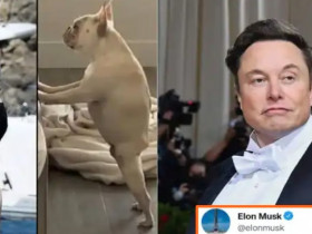 Elon Musk gives a quick reply to a fan who compared his shirtless picture with a dog