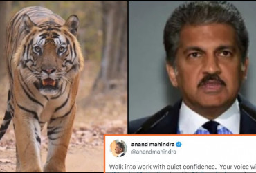 Tiger Walks Into Forest With "Quiet Confidence", Internet Amazed