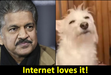 Anand Mahindra shares video clip of dog enjoying hooman playing piano, catch details
