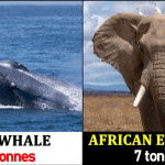 5 largest mammals in the world, based on average size or weight