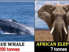 5 largest mammals in the world, based on average size or weight