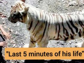 “Muslim Man pleads with folded hands for life, then this white tiger finally”