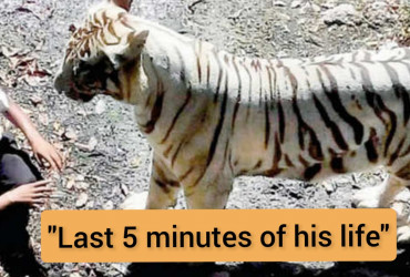 “Muslim Man pleads with folded hands for life, then this white tiger finally”