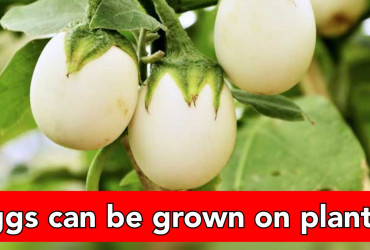 Fact check: the truth behind growing eggs on plants in the field