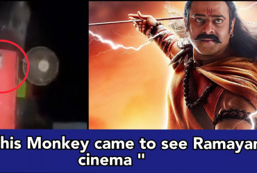 Monkey comes in a cinema hall screening Adipurush, Was he Hanuman ji himself came to watch Ramayana?