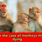 Uttarakhand: 8 monkeys die after consuming mangos in Garden, police arrest Muhammad Irfan and his 7 friends for mixing poison in fruit