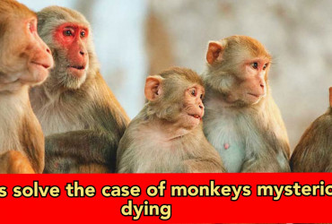Uttarakhand: 8 monkeys die after consuming mangos in Garden, police arrest Muhammad Irfan and his 7 friends for mixing poison in fruit