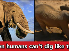 Unbelievable! Elephants digging well for water, all the elephants quench their thirst