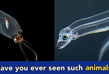 3 most weird creatures, your eyes won't believe if you watch this video