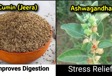 5 most important Ayurvedic trees for your health benefits, check out quick list