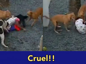 Street dogs kill a very small kid, where are dog lovers now?