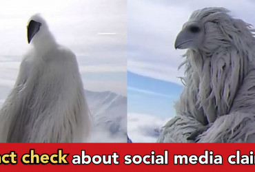 Viral video claims such birds exist in Antarctica, here is fact check