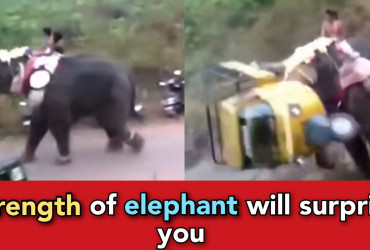 Elephant goes crazy, throws away bikes and autos on road