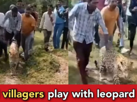 Leopard enters villages and villagers play with him, they are now friends