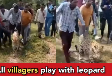 Leopard enters villages and villagers play with him, they are now friends